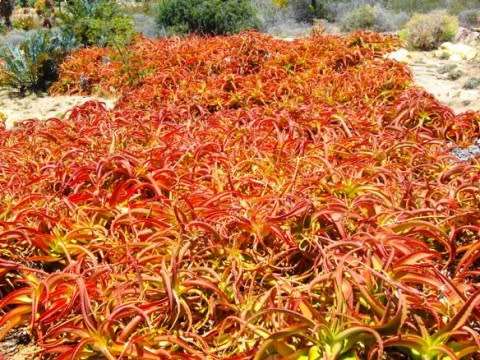 Aloe Vanbalenii Seeds - 10 Aloe Seeds