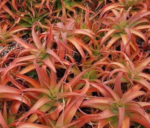 Aloe Vanbalenii Seeds - 10 Aloe Seeds