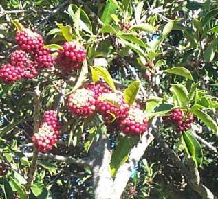 Cape Holly Seeds - 10 Ilex Mitis Seeds