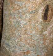 Cape Holly Seeds - 10 Ilex Mitis Seeds