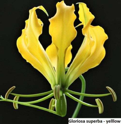 Gloriosa Seeds Superba Flame Lily Yellow - 10 Gloriosa Seeds