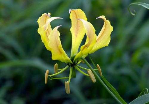 Gloriosa Seeds Superba Flame Lily Yellow - 10 Gloriosa Seeds