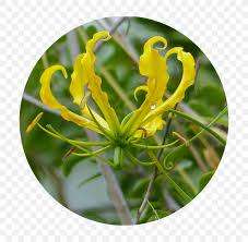 Gloriosa Seeds Superba Flame Lily Yellow - 10 Gloriosa Seeds