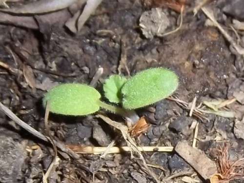 Geranium Seeds Rose Scented Capitatum - 10 Geranium Seeds