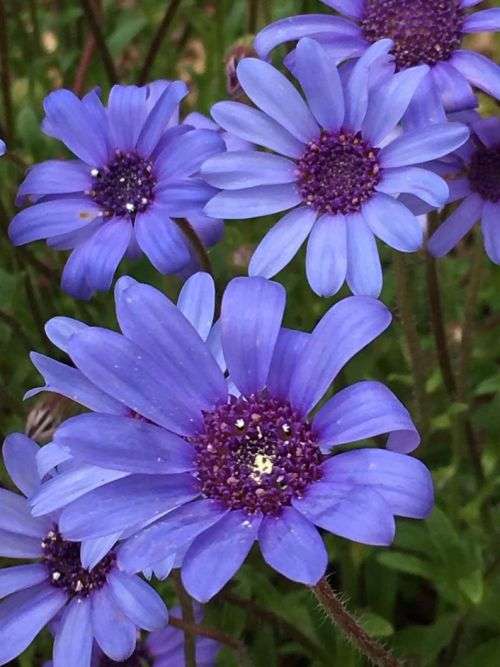 FELICIA TRUE BLUE - 10 INDIGENOUS FELICIA SEEDS