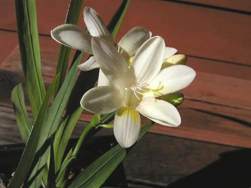 Freesia Fucata Seed - 10 Indigenous Freesia Seeds