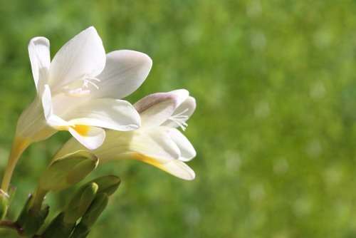 Freesia Fucata Seed - 10 Indigenous Freesia Seeds