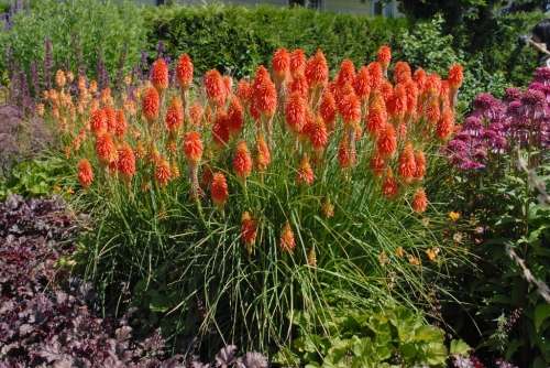 KNIPHOFIA SEEDS UVARIA INDIGENOUS - 10 KNIPHOFIA SEEDS