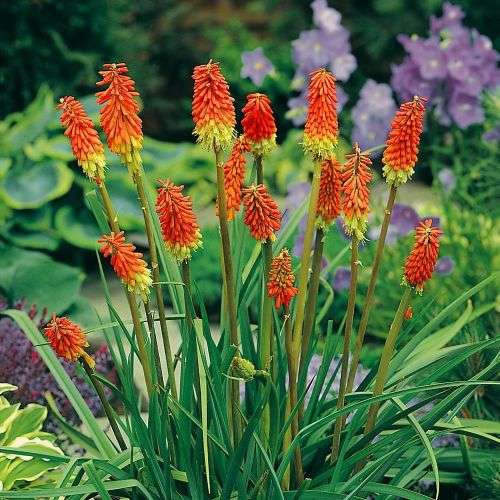 KNIPHOFIA SEEDS UVARIA INDIGENOUS - 10 KNIPHOFIA SEEDS