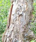 Acacia Seeds Vachellia Sieberianna - 10 Acacia Seeds