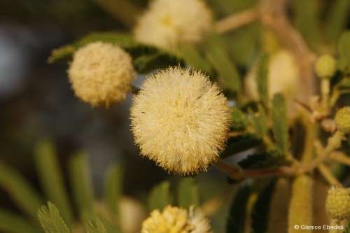 Acacia Seeds Vachellia Sieberianna - 10 Acacia Seeds