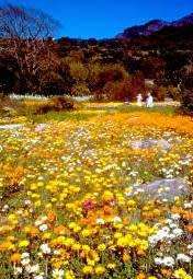 Arctotis Seeds Acaulis - 10 Arctotis Seeds