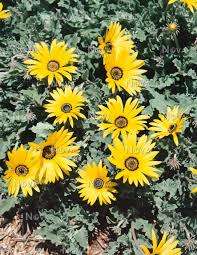 Arctotis Seeds Acaulis - 10 Arctotis Seeds