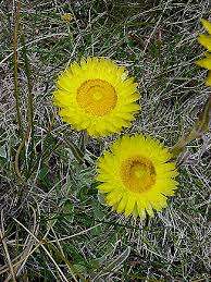 HELICHRYSUM SEEDS AUREUM - 10 INDIGENOUS HELICHRYSUM SEEDS