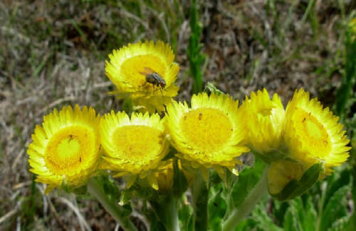 HELICHRYSUM SEEDS AUREUM - 10 INDIGENOUS HELICHRYSUM SEEDS
