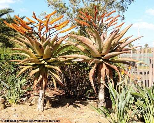 Aloe Seeds Marlothii - 10 Aloe Seeds
