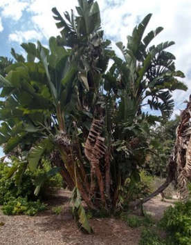 Strelitzia Nicolai Seed - 10 Strelitzia Seeds