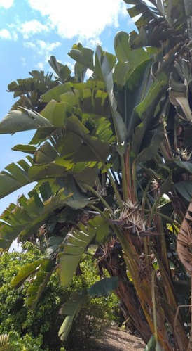 Strelitzia Nicolai Seed - 10 Strelitzia Seeds