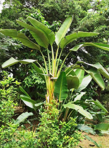 Strelitzia Nicolai Seed - 10 Strelitzia Seeds