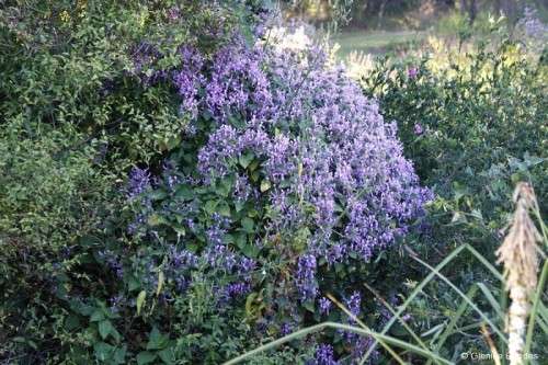 Ribbon Bush Shrub - 10 Hypoestes Aristata Seeds