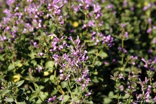 Ribbon Bush Shrub - 10 Hypoestes Aristata Seeds