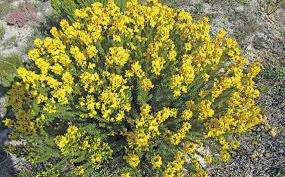 HONEYBUSH TEA SEEDS CYCLOPIA GENISTOIDES - 5 HONEYBUSH SEEDS