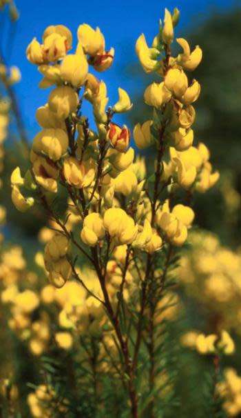 HONEYBUSH TEA SEEDS CYCLOPIA GENISTOIDES - 5 HONEYBUSH SEEDS