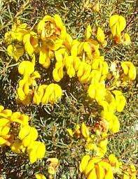 HONEYBUSH TEA SEEDS CYCLOPIA GENISTOIDES - 5 HONEYBUSH SEEDS