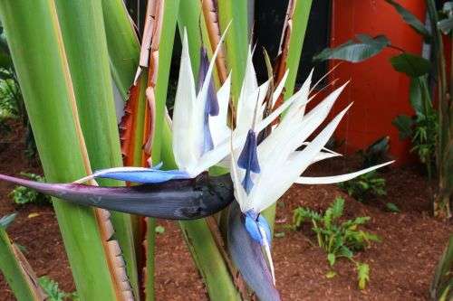 Strelitzia Nicolai Seed - 10 Strelitzia Seeds