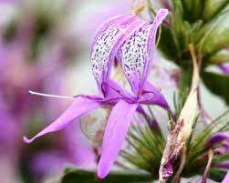 Ribbon Bush Shrub - 10 Hypoestes Aristata Seeds