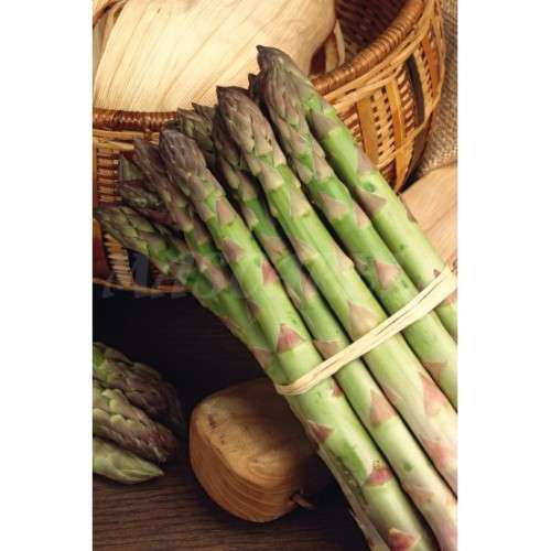 Asparagus Seeds Argenteuil - 10 Heirloom Asparagus Seeds