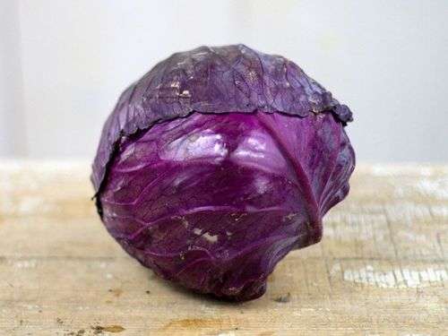 CABBAGE SEEDS RED TETE NOIRE - 20 HEIRLOOM CABBAGE SEEDS