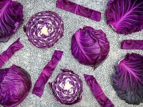 CABBAGE SEEDS RED TETE NOIRE - 20 HEIRLOOM CABBAGE SEEDS