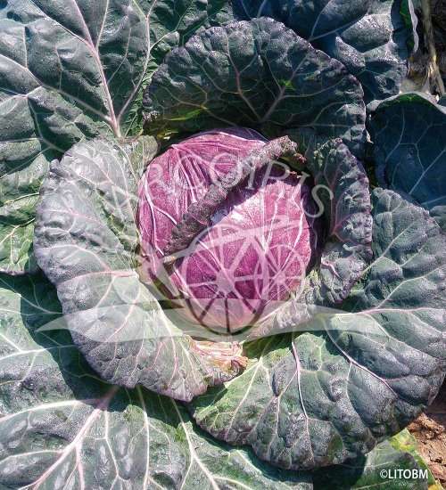 Cabbage Seeds Savoy San Michele - 100 Heirloom Cabbage Seeds