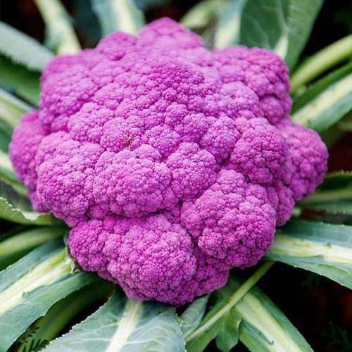 CAULIFLOWER SEEDS DI SICILIA VIOLETTO - 50 HEIRLOOM CAULIFLOWER SEEDS