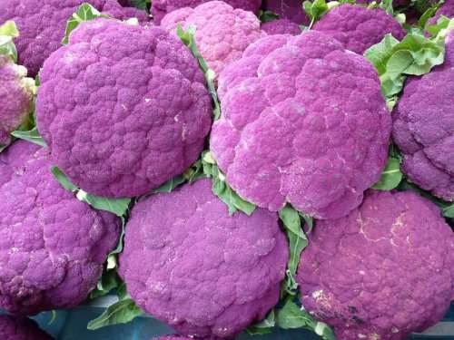 CAULIFLOWER SEEDS DI SICILIA VIOLETTO - 50 HEIRLOOM CAULIFLOWER SEEDS
