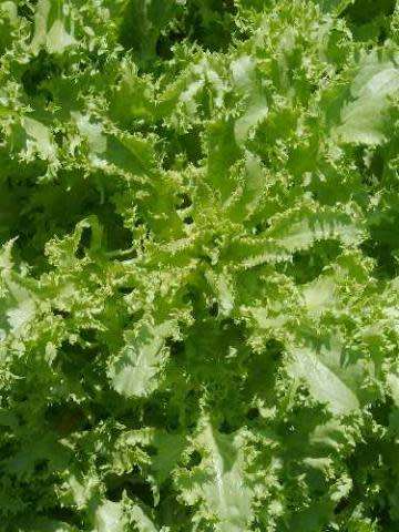 Endive Seeds Escarole - 100 Heirloom Endive Seeds