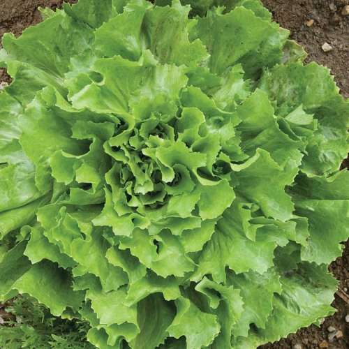 Endive Seeds Escarole - 100 Heirloom Endive Seeds