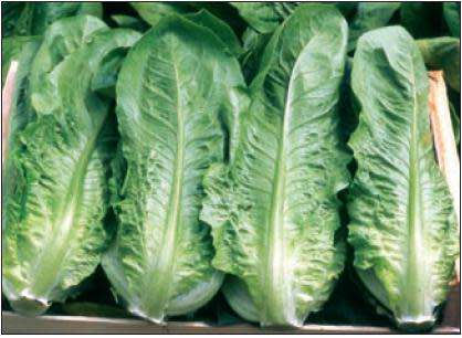 Lettuce Seeds Romana Bionda - 100 Heirloom Lettuce Seeds