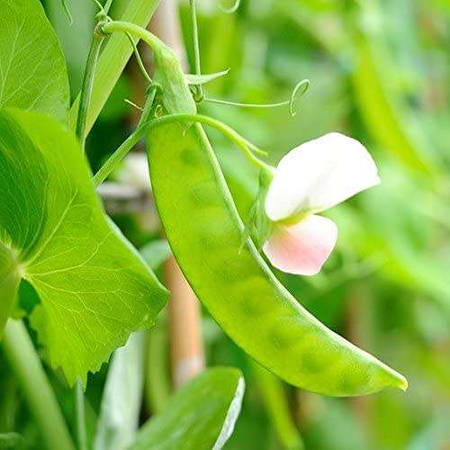 Pea Seeds Carouby Sugar Snap - 20 Pea Seeds