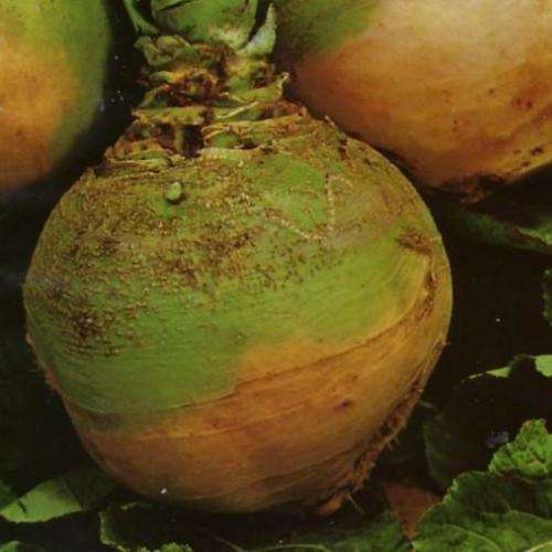 SWEDE SEEDS CAVOLO NAVONE GIALLO - 100 SWEDE SEEDS