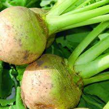 SWEDE SEEDS CAVOLO NAVONE GIALLO - 100 SWEDE SEEDS