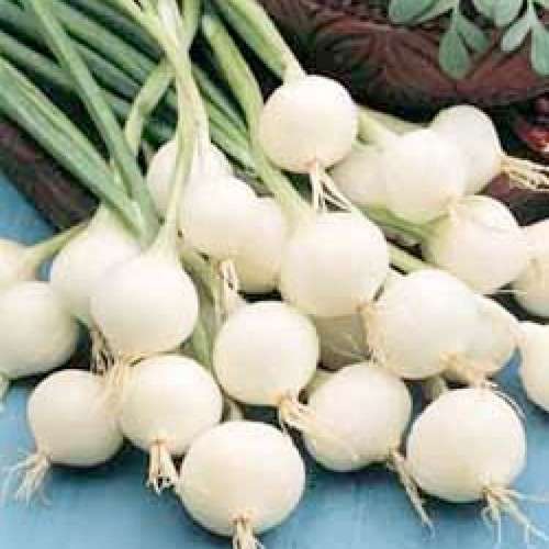 ONION SEEDS BARLETTA PICKLING - 40 ONION SEEDS