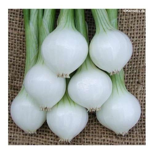 ONION SEEDS BARLETTA PICKLING - 40 ONION SEEDS