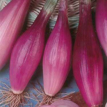 Onion Seeds Rossa Lunga Di Firenze - 40 Red Onion Seeds