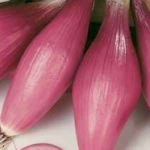 Onion Seeds Rossa Lunga Di Firenze - 40 Red Onion Seeds