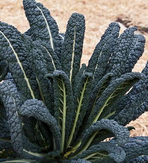 Kale Seeds Curly Kale - 50 Curly Kale Seeds