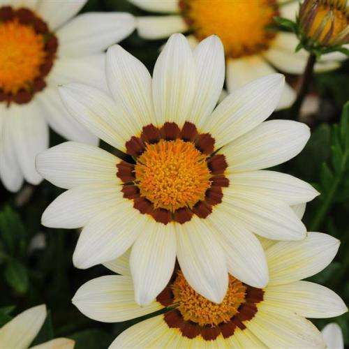 GAZANIA SEEDS NEW DAY WHITE - 10 GAZANIA SEEDS