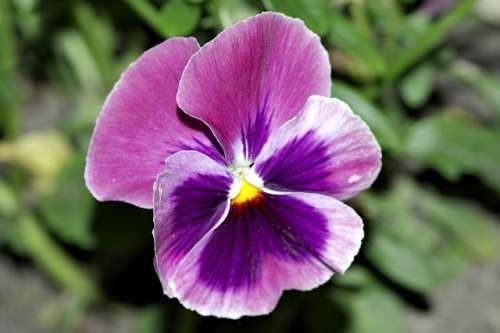 PANSY  ENGELMANNS GIANTS MIX, 100 PANSY SEEDS