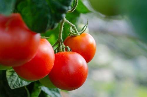 Tomato Seeds Moneymaker - 100 Tomato Seeds
